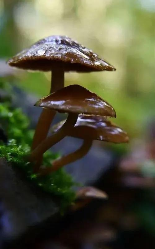 國家蘑菇地理：中國哪里的蘑菇最好吃？
