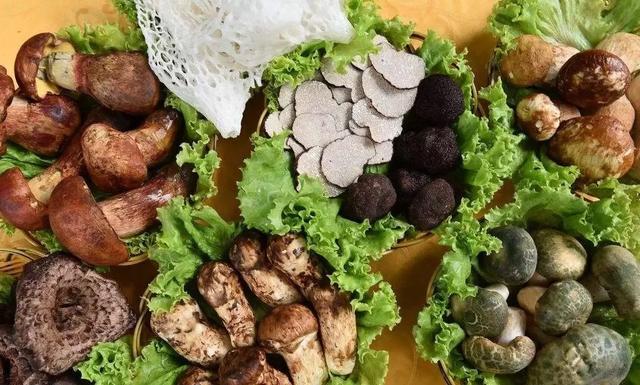 國家蘑菇地理：中國哪里的蘑菇最好吃？
