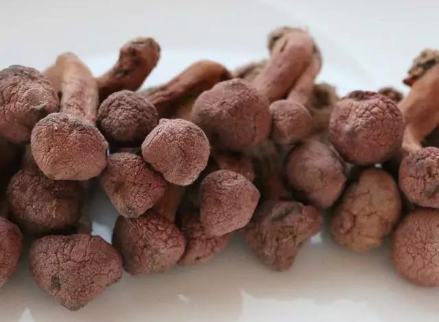 國家蘑菇地理：中國哪里的蘑菇最好吃？
