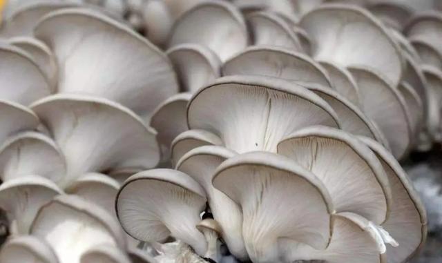 國家蘑菇地理：中國哪里的蘑菇最好吃？